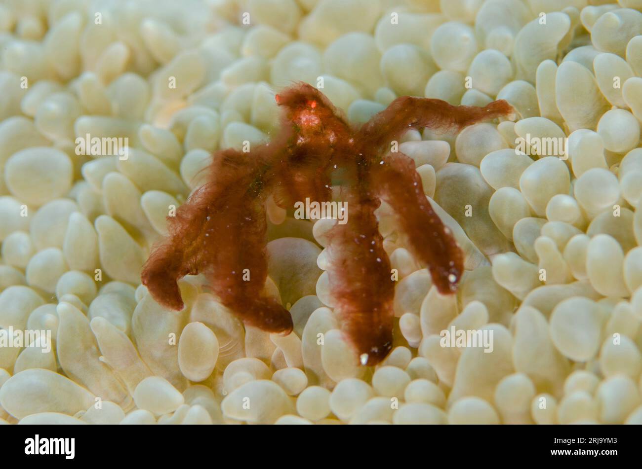 Orangutan Crab, Oncinopus sp, in Pearl Bubble Coral, Physogyra lichtensteini, Kalbur dive site, Kalbur Island, near Tanimbar, Forgotten Islands, Banda Stock Photo