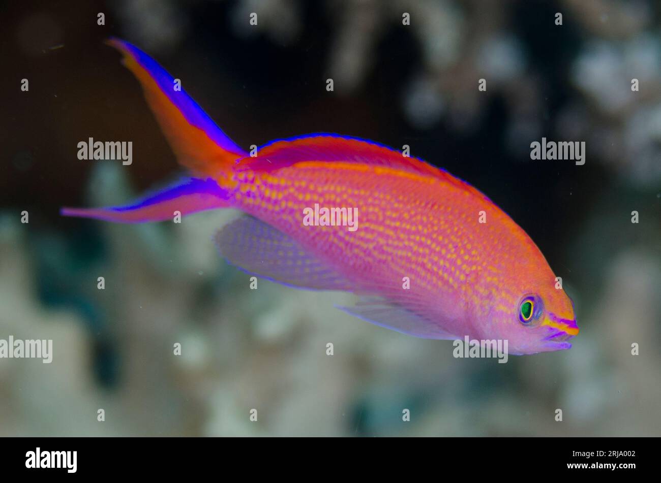Princess Anthias, Pseudanthias smithvanizi, Kalbur dive site, Kalbur Island, near Tanimbar, Forgotten Islands, Banda Sea, Indonesia Stock Photo