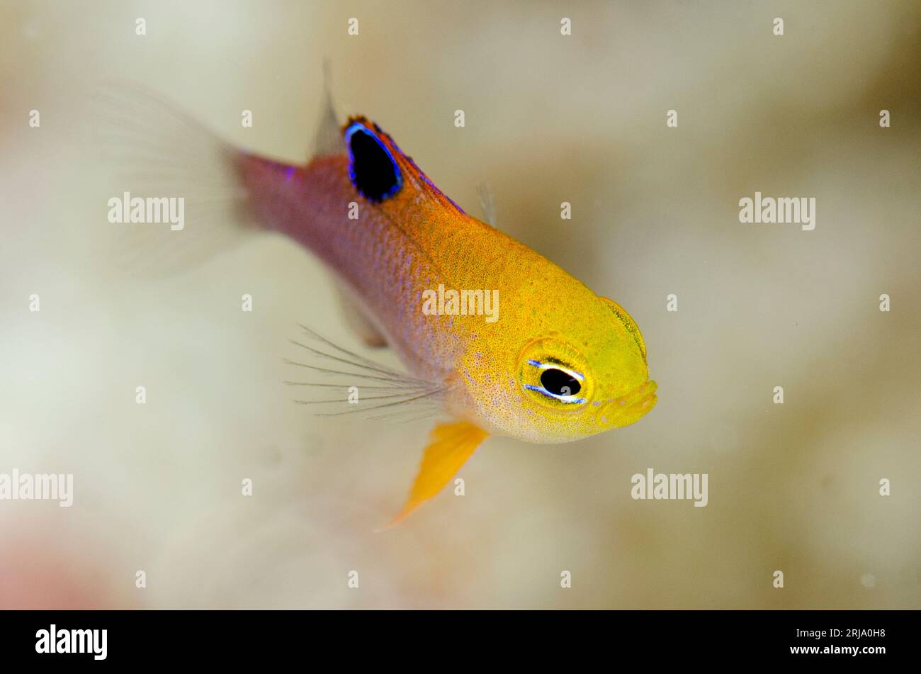 Talbot Fish Talbot's Demoiselle, Chrysiptera talboti, juvenile, Wotap Slope dive ...