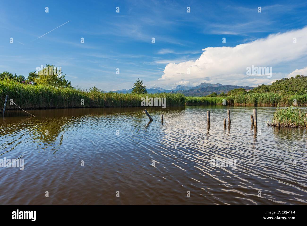 Massaciuccoli lake  with green reeds and the Apuan Alps. Nature reserve and natural landmark in Lucca province, Tuscany, Versilia, Italy, Europe. Stock Photo