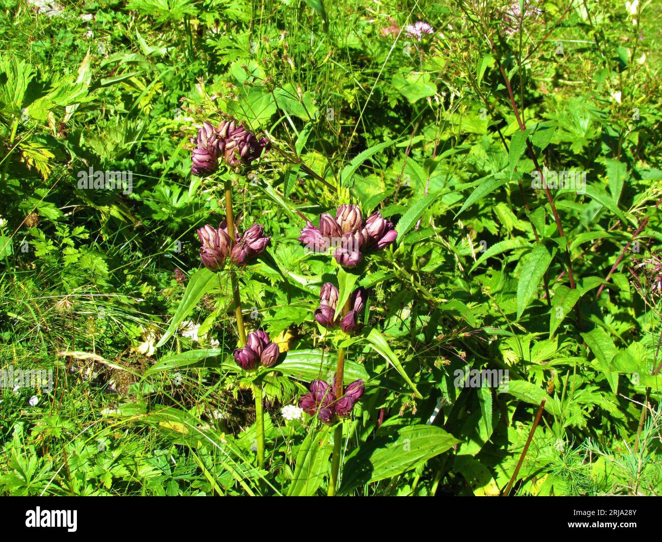 Purple brown gentian or hungarian gentian (Gentiana pannonica) flowers Stock Photo