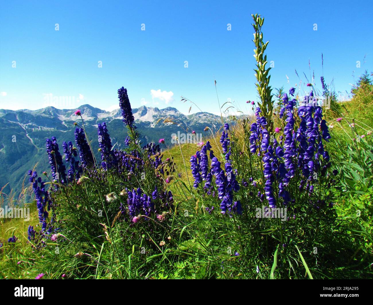 Blue monk's-hood (Aconitum napellus) flowers on a mountain meadow and mountain peak behind in Julian alps and Triglav national park, Slovenia Stock Photo