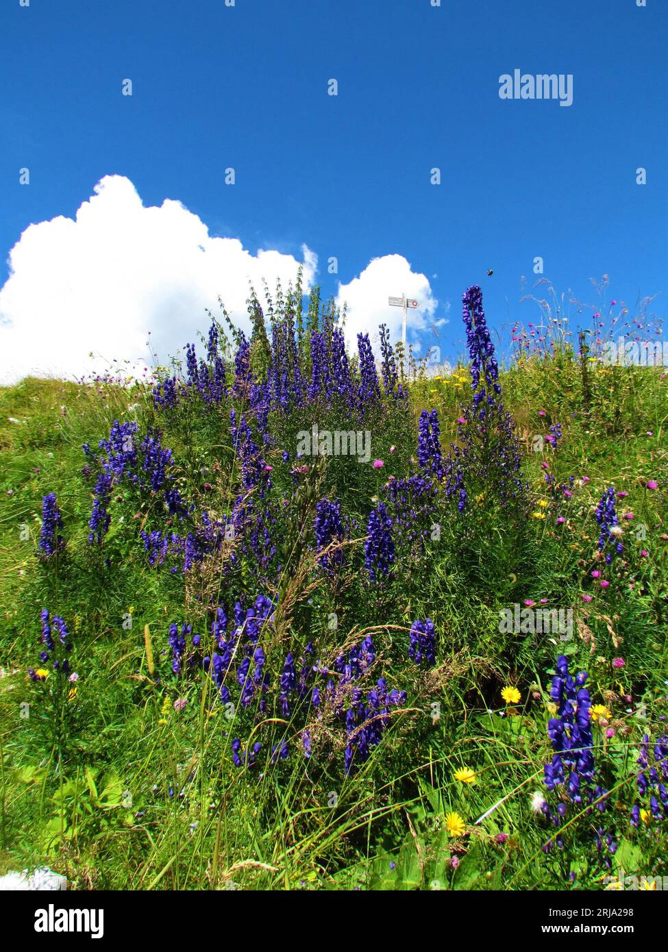 Blue monk's-hood (Aconitum napellus) flowers on a mountain meadow in Julian alps and Triglav national park, Slovenia Stock Photo