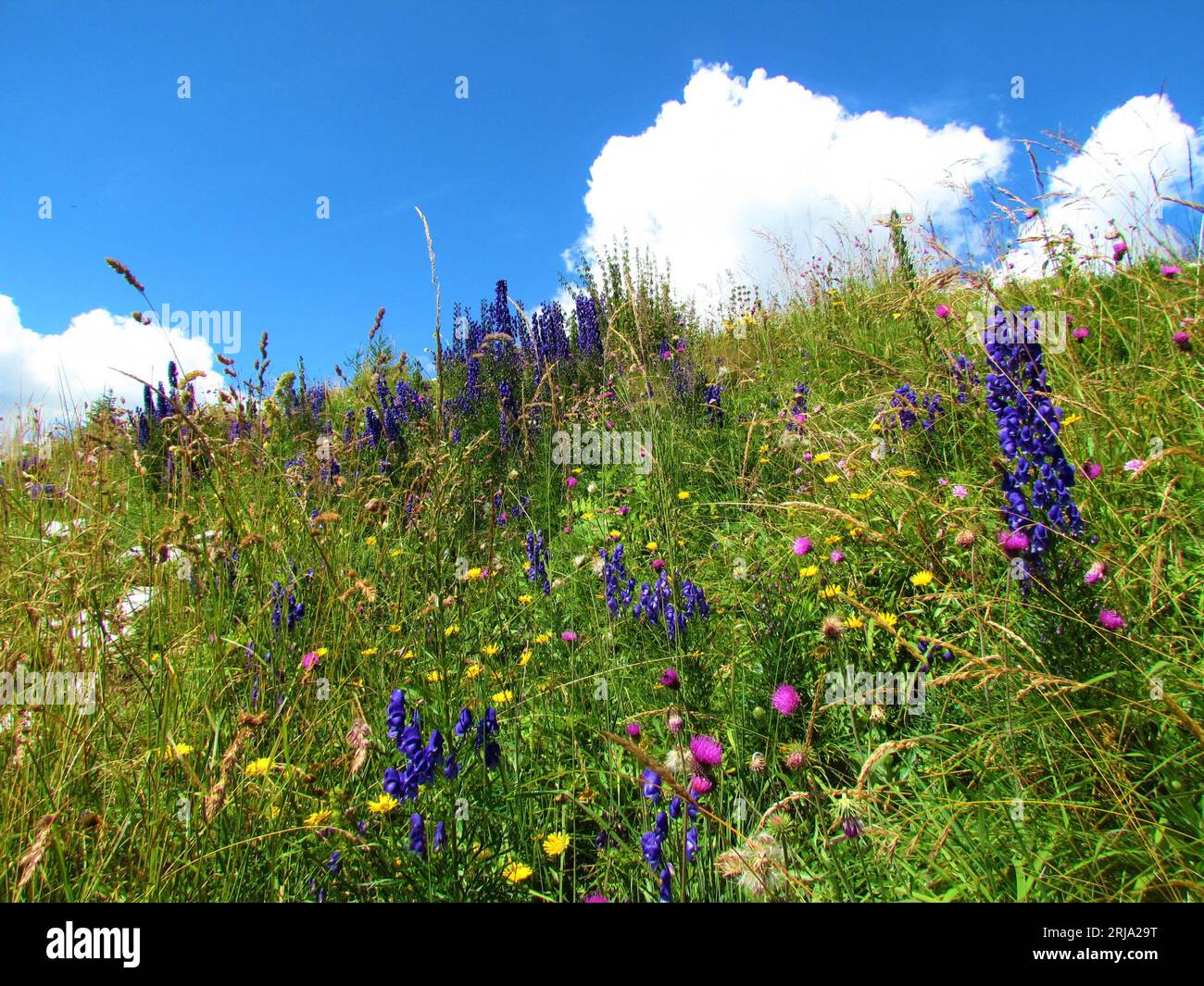 Monks meadow hi-res stock photography and images - Alamy