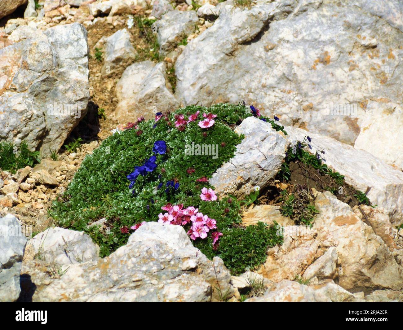 Close up of mountain flowers Potentilla nitida and Campanula on rocky terrain in Julian alps Stock Photo