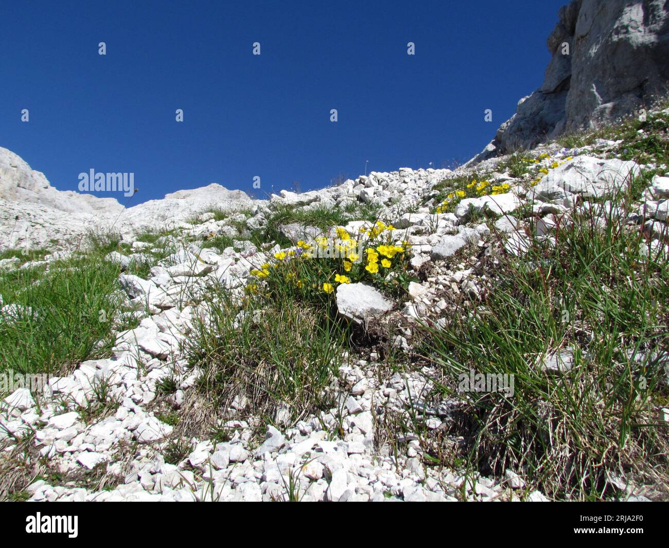 Yellow blooming rock-rose flowers growing on rocky terrain in Julian alps, Slovenia Stock Photo
