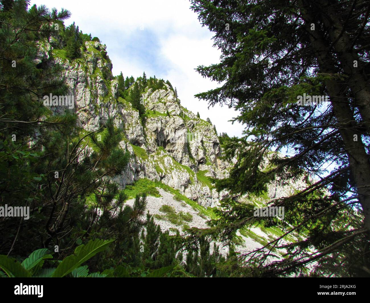 Rock wall bellow Ratitovec with a scree bellow in Slovenia and spruce trees in front Stock Photo