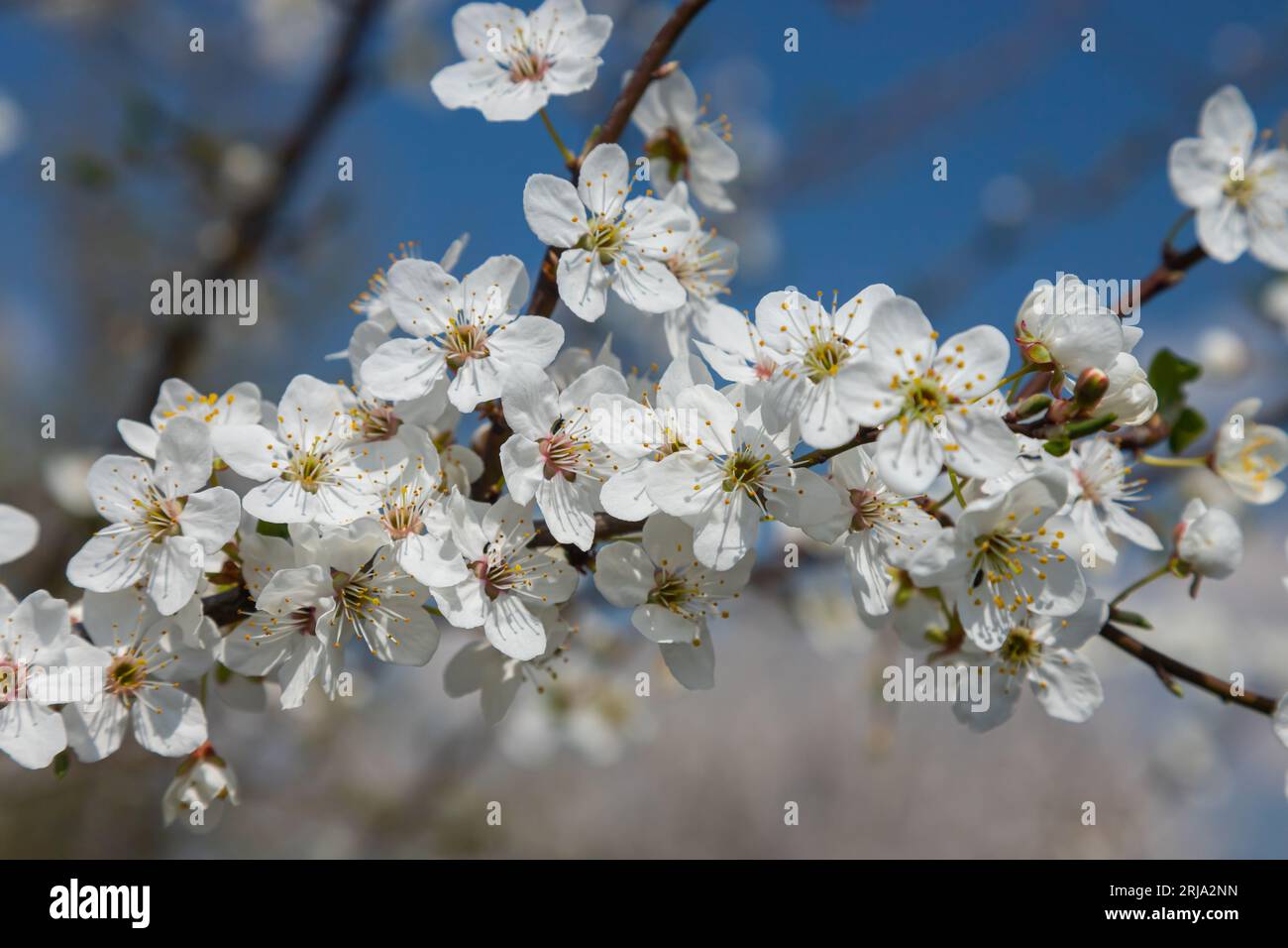 Selective focus of beautiful branches of plum blossoms on the tree ...