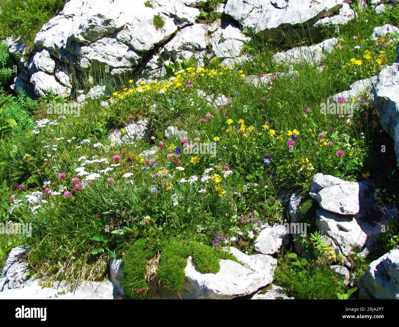 Colorful alpine wild garden with white, pink, yellow and blue flowers incl. red clover and blue round-headed rampion (Phyteuma orbiculare) and silvery Stock Photo