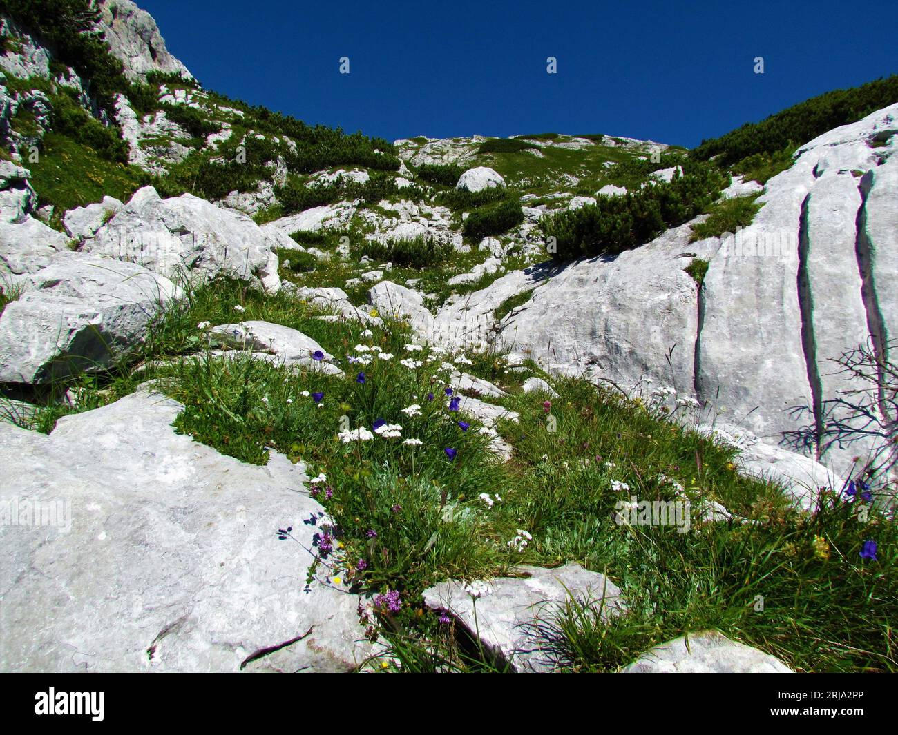 Rocky alpine landscape with mountain karst rock formations and mugo pine and blue earleaf bellflowers and white flowers in Julian alps and Triglav nat Stock Photo