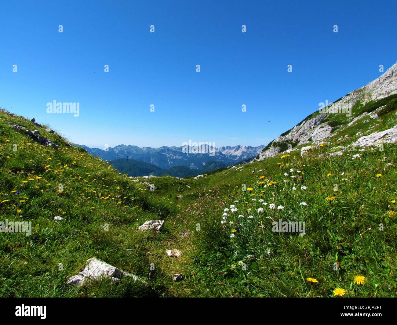 View of a mountain range in Julian alps, Slovenia with a meadow covered in white silvery yarrow (Achillea clavennae) and yellow flowers in front Stock Photo