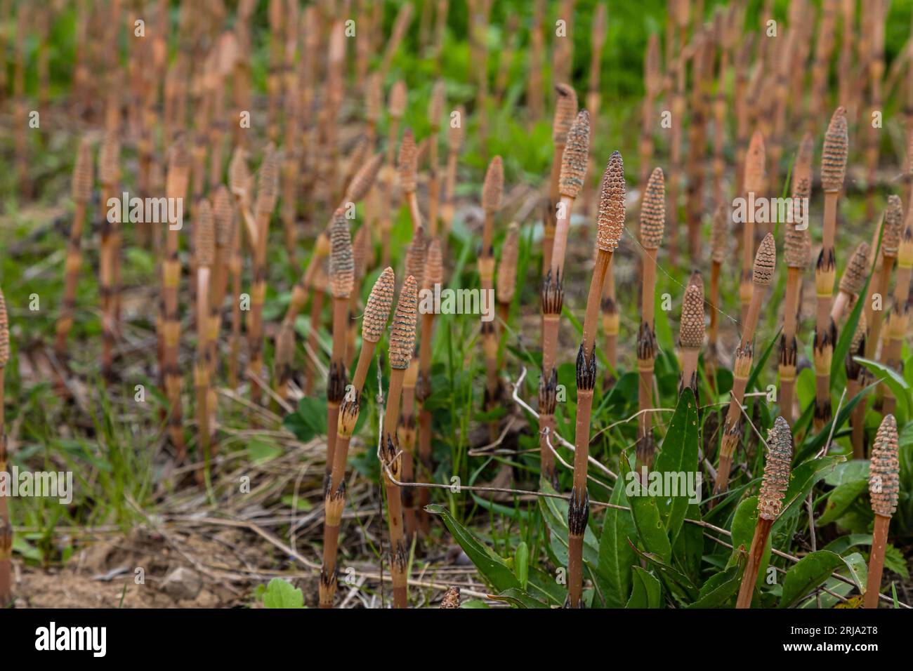Equisetum arvense, the field horsetail or common horsetail, is an herbaceous perennial plant of the family Equisetaceae. Horsetail plant Equisetum arv Stock Photo