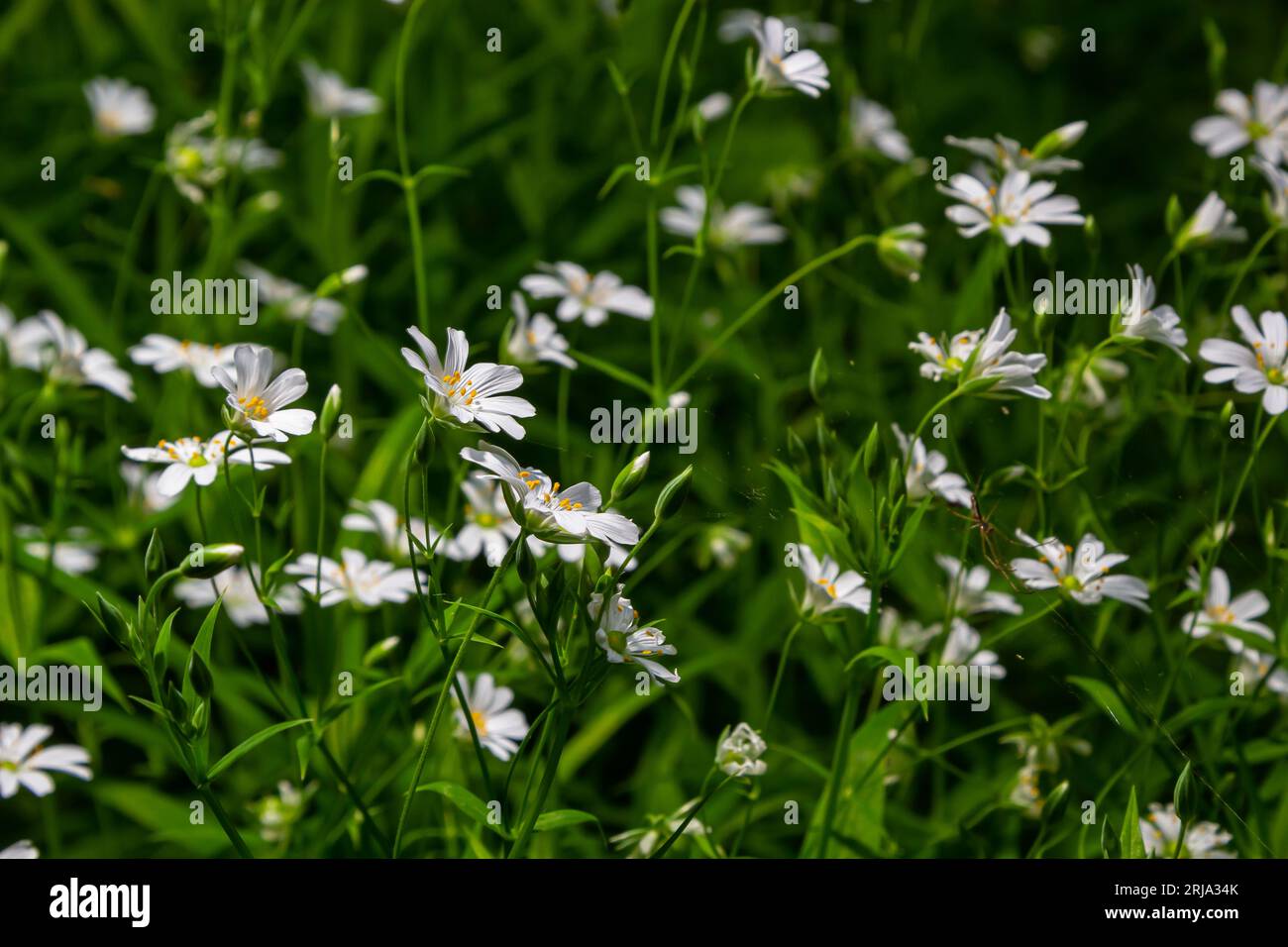 Stellaria holostea. delicate forest flowers of the chickweed, Stellaria holostea or Echte Sternmiere. floral background. white flowers on a natural gr Stock Photo