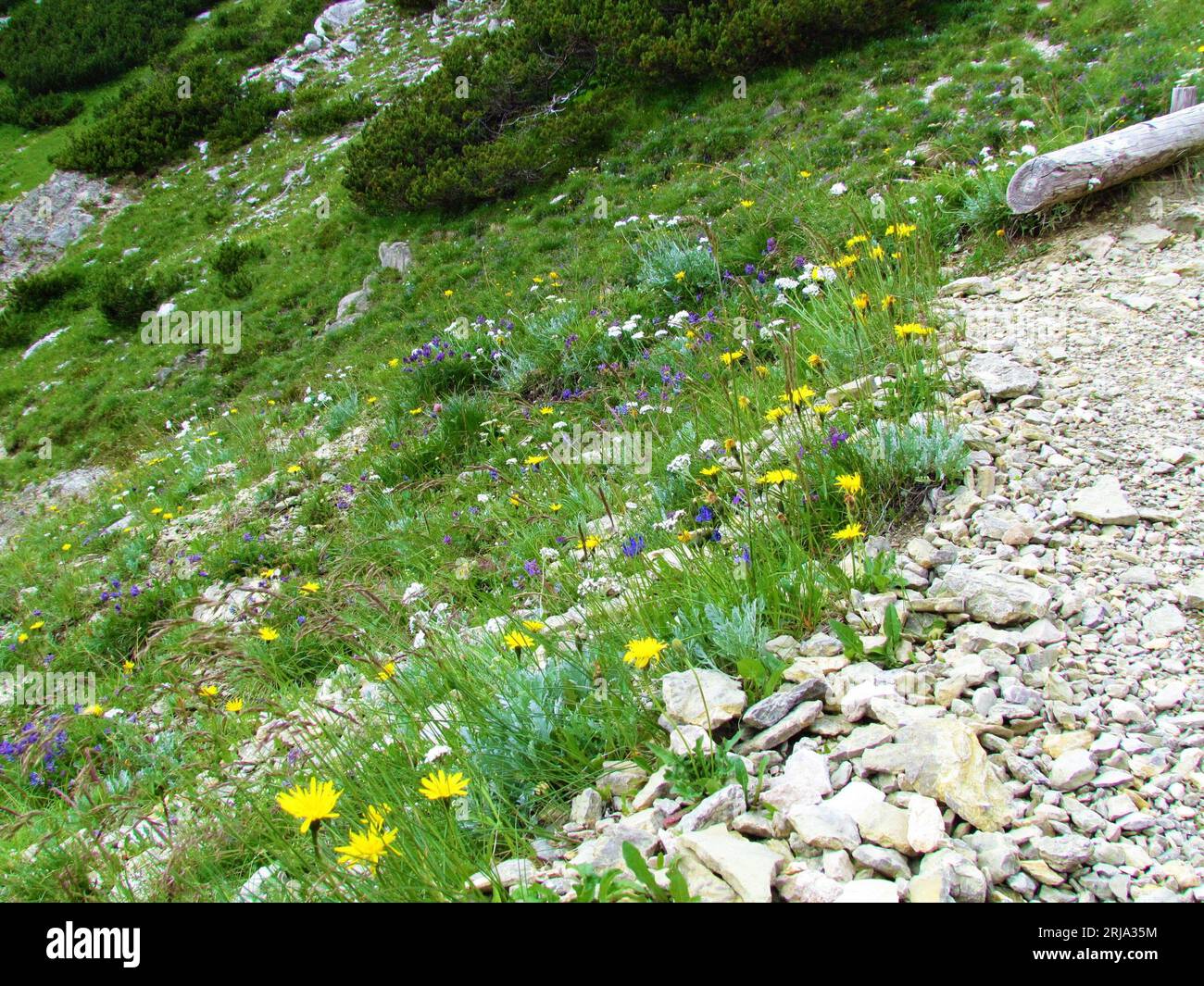 Colorful alpine meadow on rocky terrain with yellow, blue and white flowers incl. silvery yarrow (Achillea clavennae) in julian alps Stock Photo