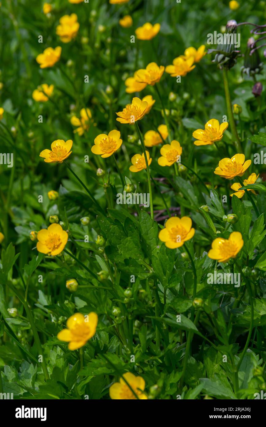 Close-up of Ranunculus repens, the creeping buttercup, is a flowering plant in the buttercup family Ranunculaceae, in the garden. Stock Photo
