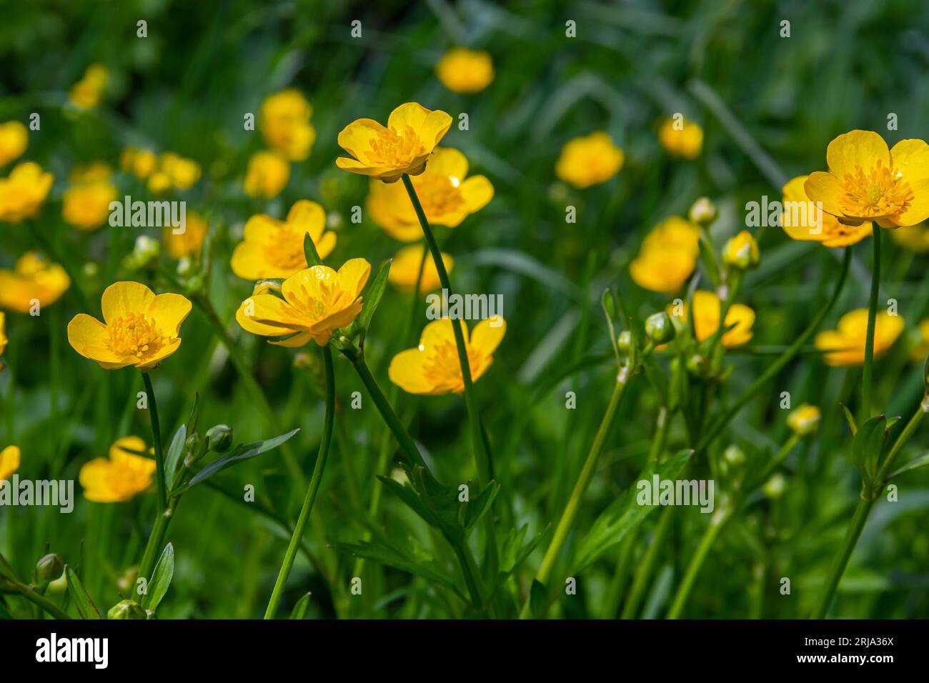 loseup of Ranunculus repens, the creeping buttercup, is a flowering