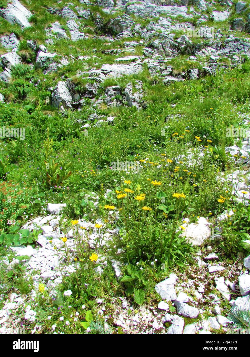 Colorful alpine meadow with yellow hawkbit (Leontodon pyrenaicus) and other white and blue flowers in Julian alps, Slovenia Stock Photo