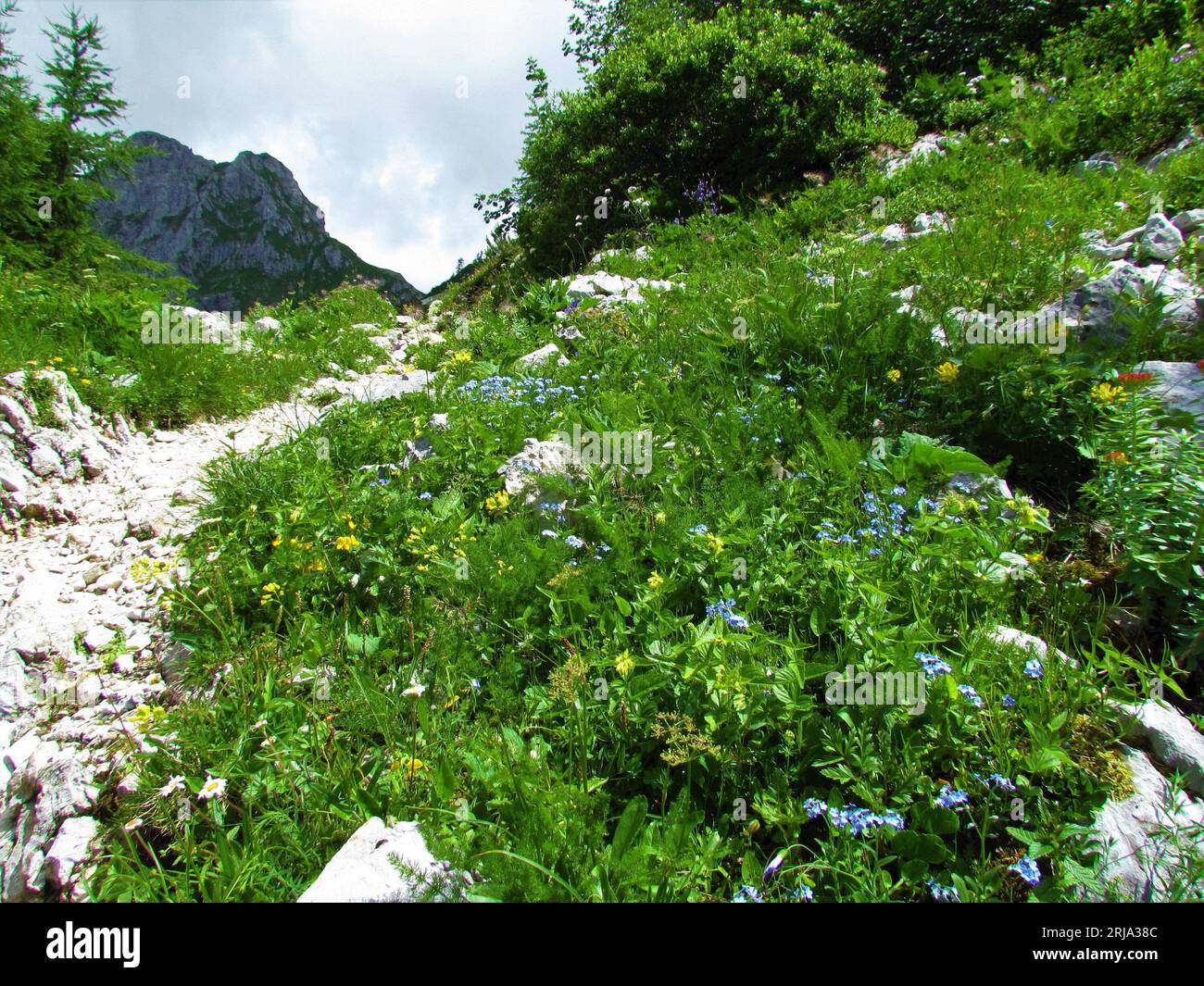 Hiking trail leading past an alpine meadow with alpine flowers incl. blue blooming alpine forget-me-not in Julian alps and Triglav national park, Slov Stock Photo