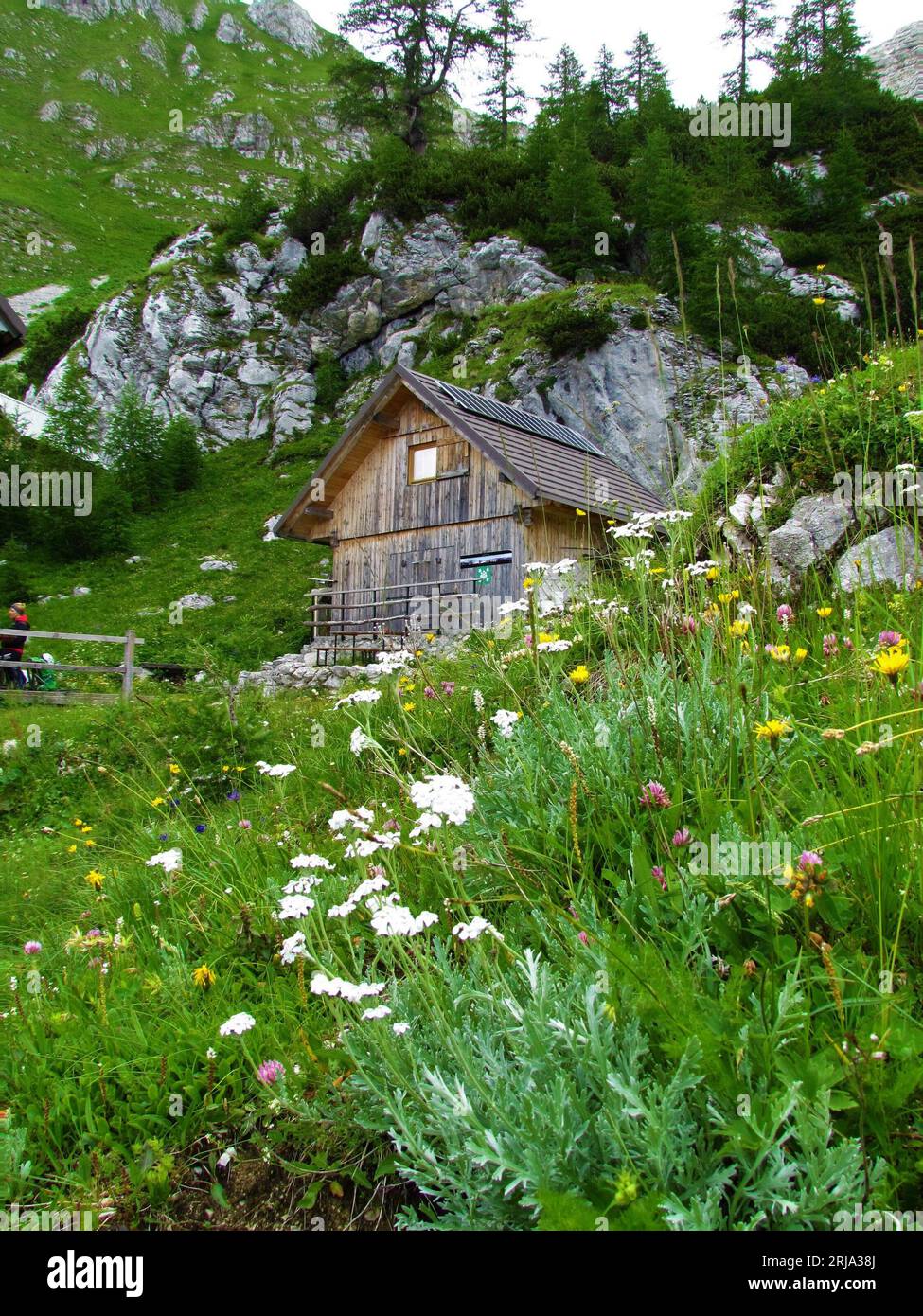 Wooden mountain hut in Julian alps and Triglav national park, Slovenia with alpine wildflowers incl. white silvery yarrow (Achillea clavennae) Stock Photo