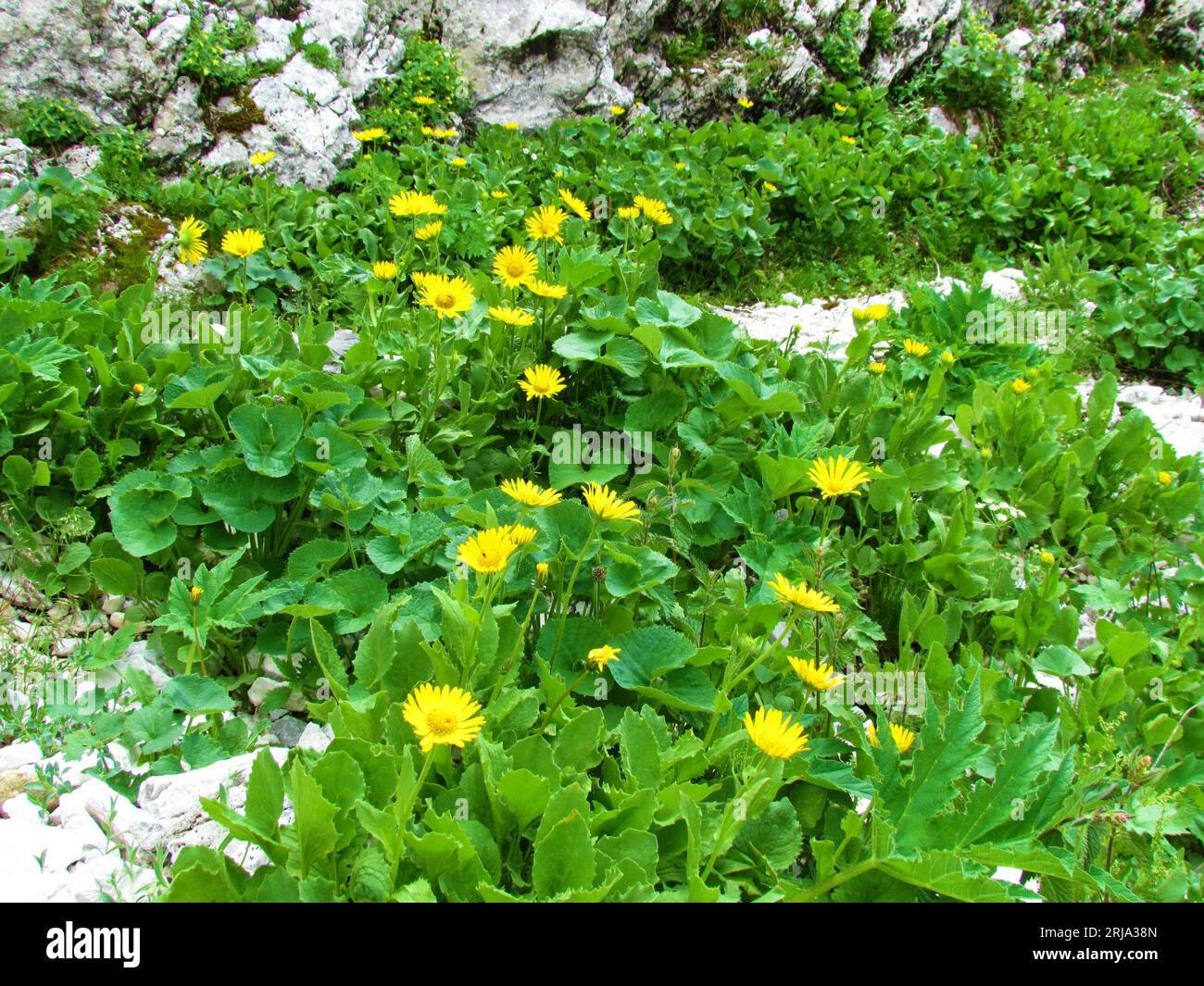 Yellow blooming Doronicum grandiflorum flowers Stock Photo