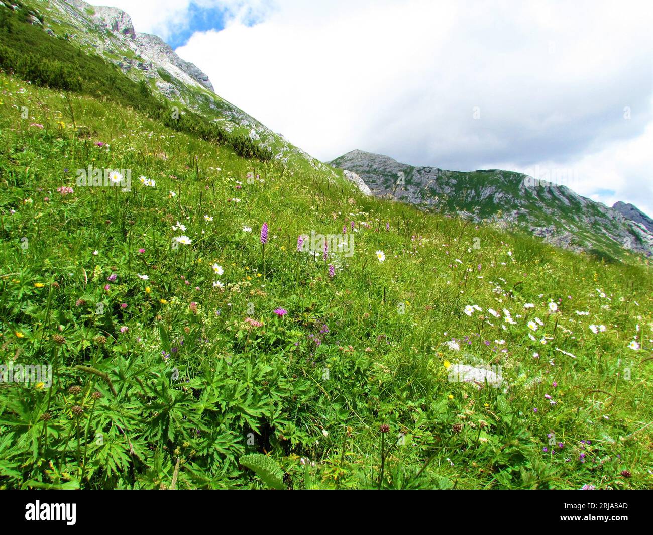 Colorful alpine meadow with white daisy and pink pink fragrant orchid or marsh fragrant orchid (Gymnadenia conopsea) flowers and alpine mountain lands Stock Photo