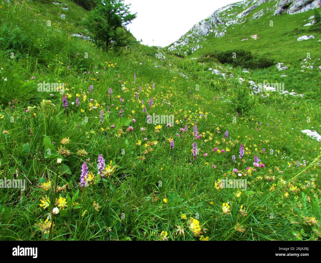 Colorful alpine meadow with yellow common kidney vetch and pink fragrant orchid or marsh fragrant orchid in Julian alps and Triglav national park, Slo Stock Photo