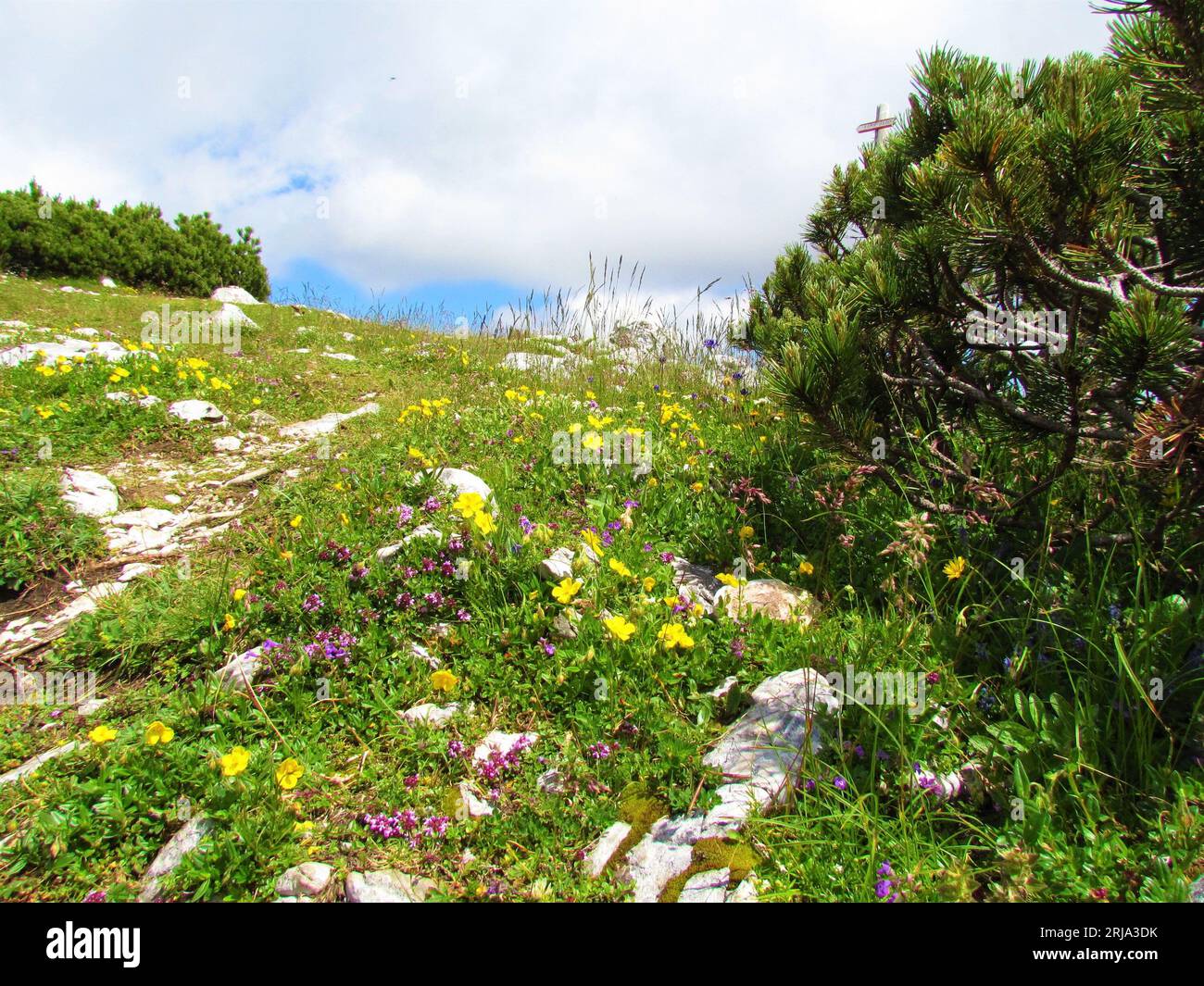 Colorful alpine meadow with yellow and pink flowers next to mugo pine bush in Julian alps, Slovenia Stock Photo