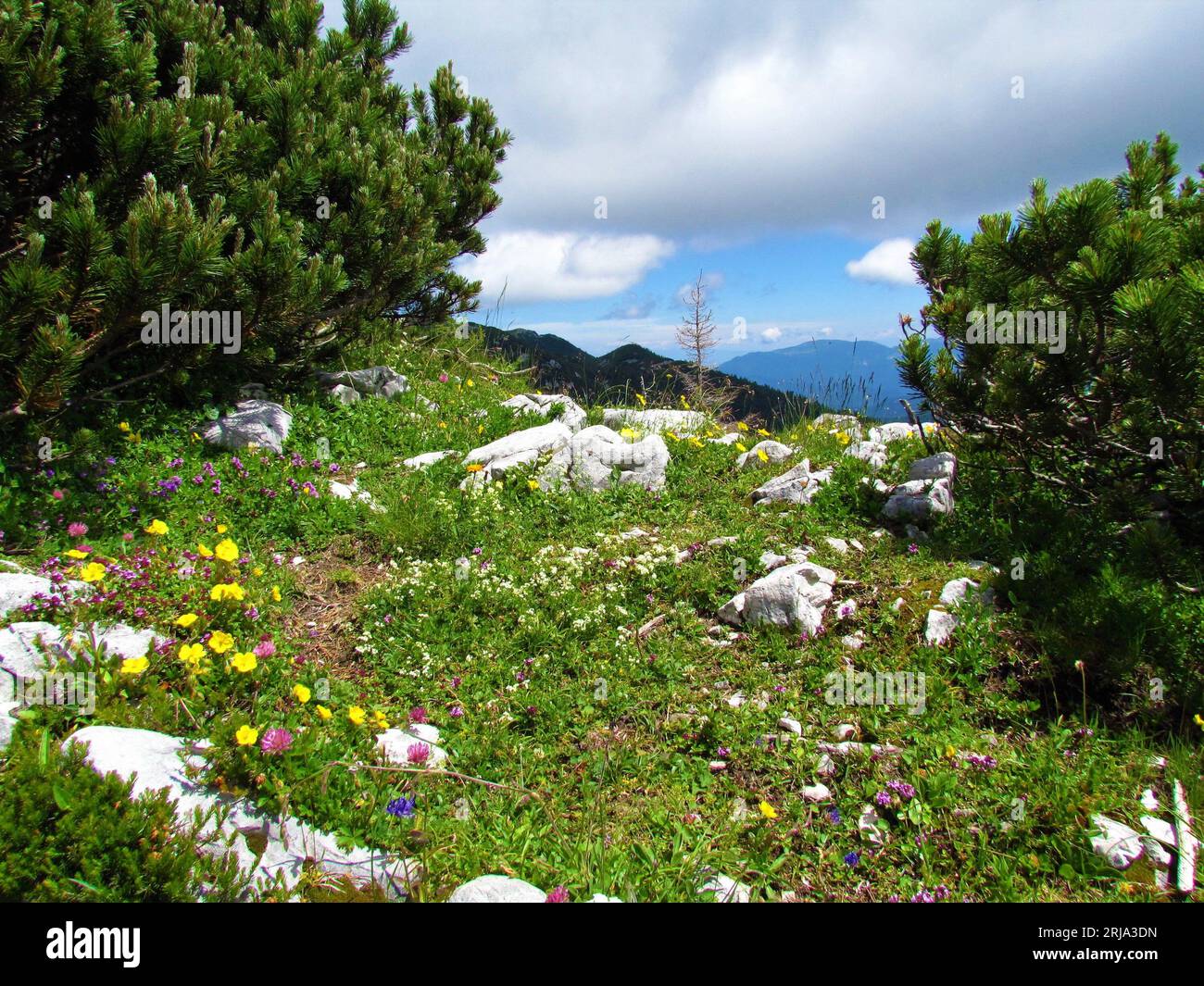 Colorful alpine wildgarden with yellow white and pink flowers incl. alpine rock-rose (Helianthemum alpestre) and red clover (Trifolium pratense) in Ju Stock Photo