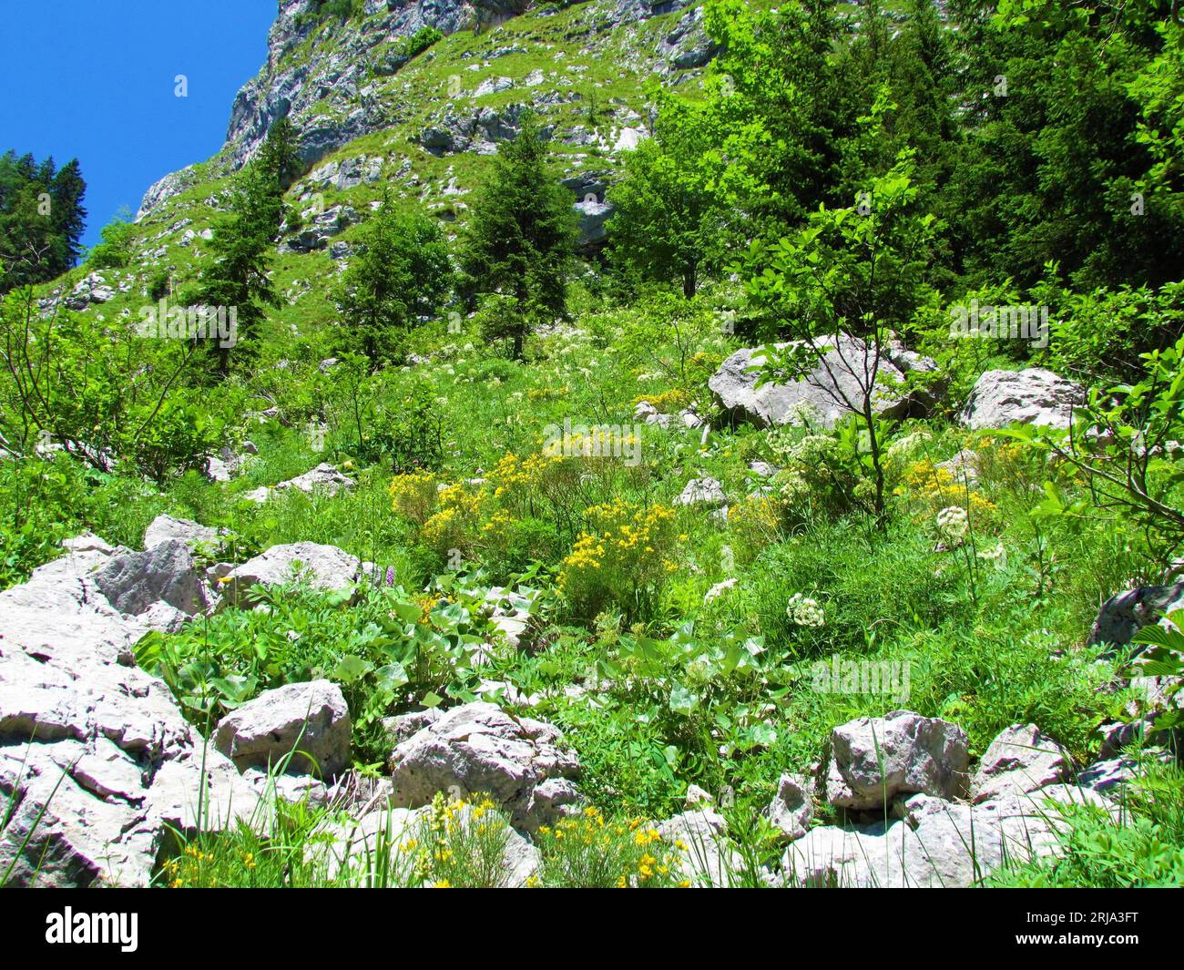 Alpine landscape with large rocks and yellow blooming Genista radiata bush flowering in Julian alps, Slovenia Stock Photo