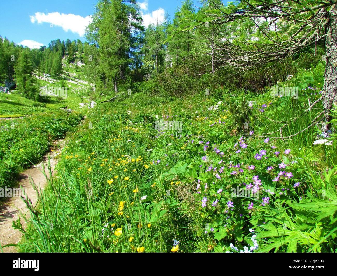 Path leading past a larch forest and an alpine meadow with yellow buttercup and purple wood cranesbill, woodland geranium (Geranium sylvaticum) Stock Photo
