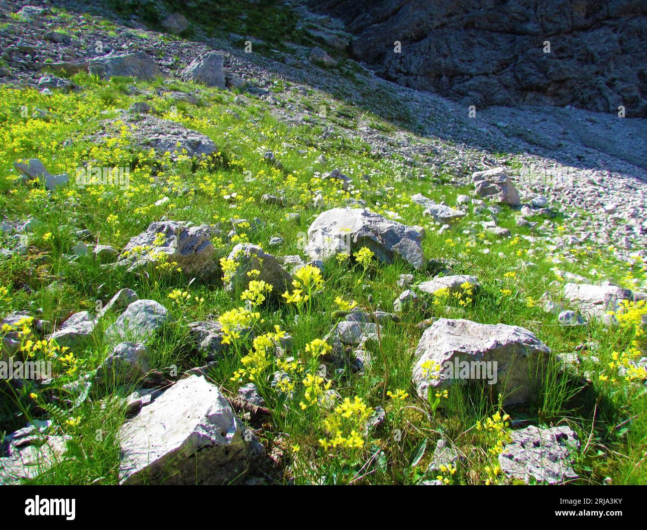 Alpine meadow with rocks and yellow blooming buckler mustard (Biscutella laevigata) flowers in Julian alps, Slovenia Stock Photo