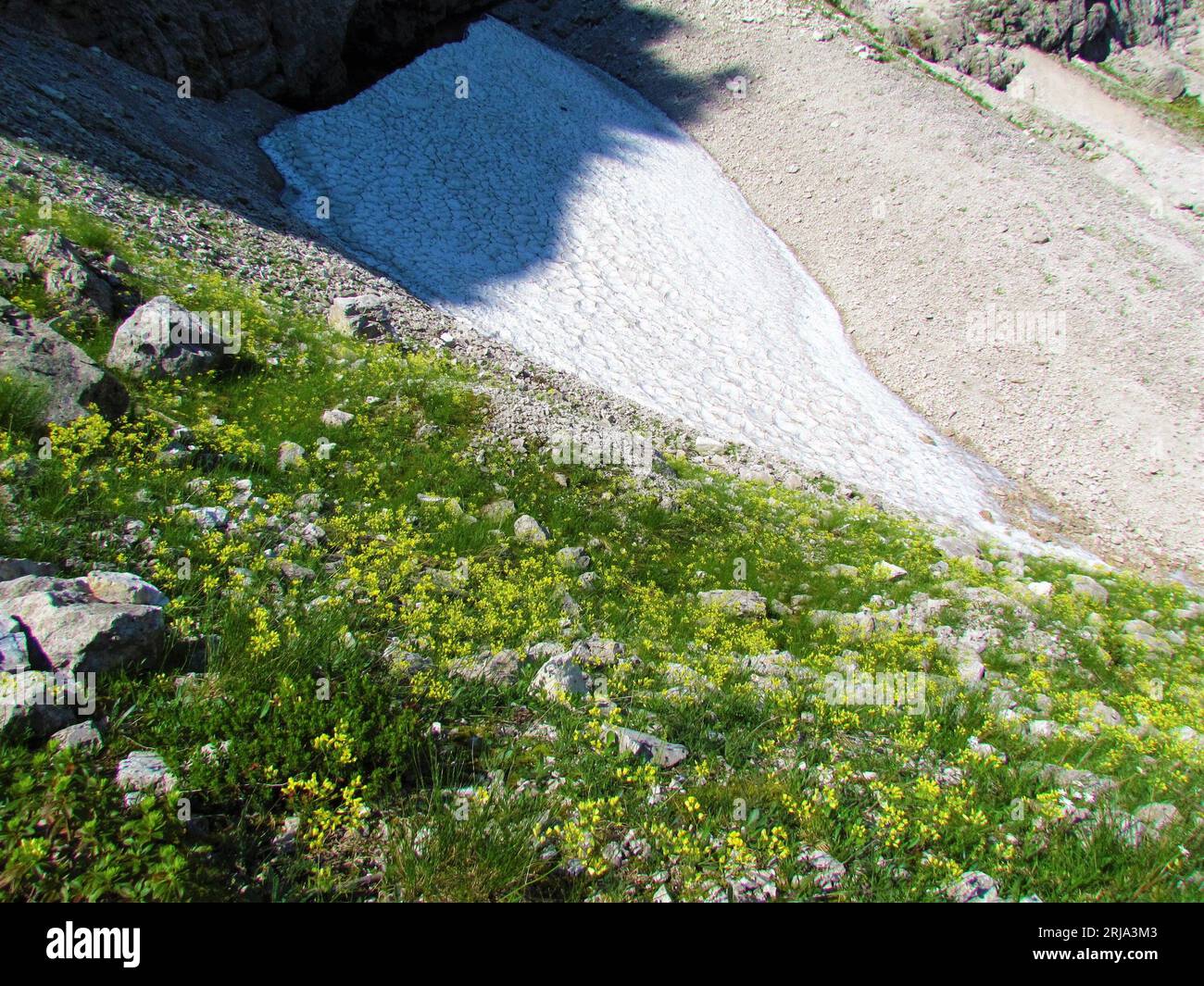 Alpine landscape with yellow blooming buckler mustard (Biscutella laevigata) flowers growing on rock terrain and a patch of snow in the back in Julian Stock Photo
