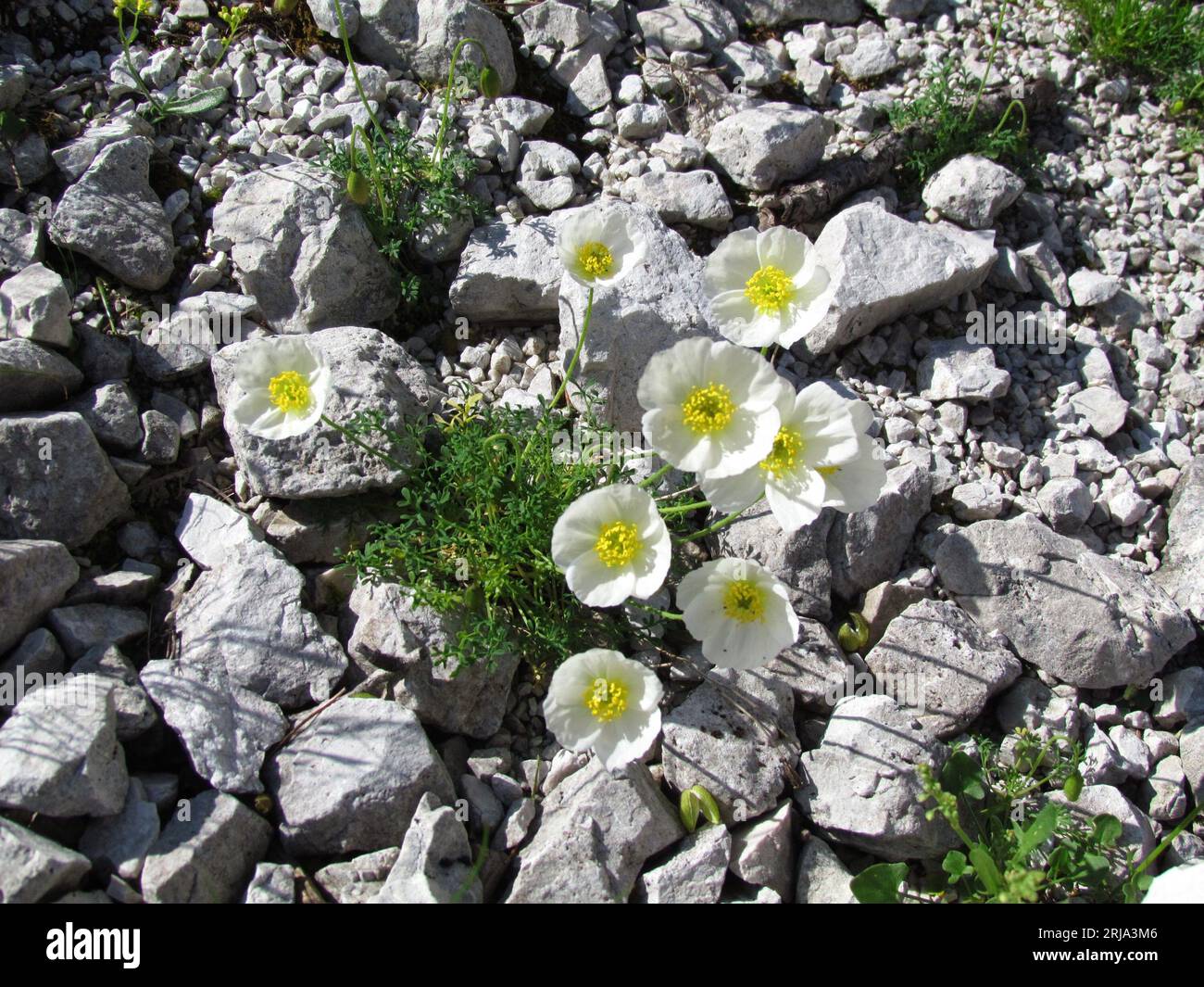 Close up of white alpine poppy or dwarf poppy (Papaver alpinum) Stock Photo