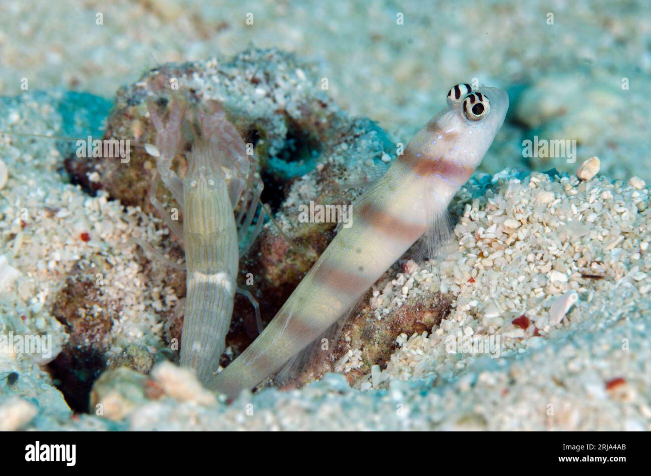 Narrow-barred Shrimpgoby, Amblyeleotris sp, and Snapping Shrimp, Alpheus sp, by hole, Pelican Reef dive site, Wuliaru Island, near Tanimbar, Forgotten Stock Photo