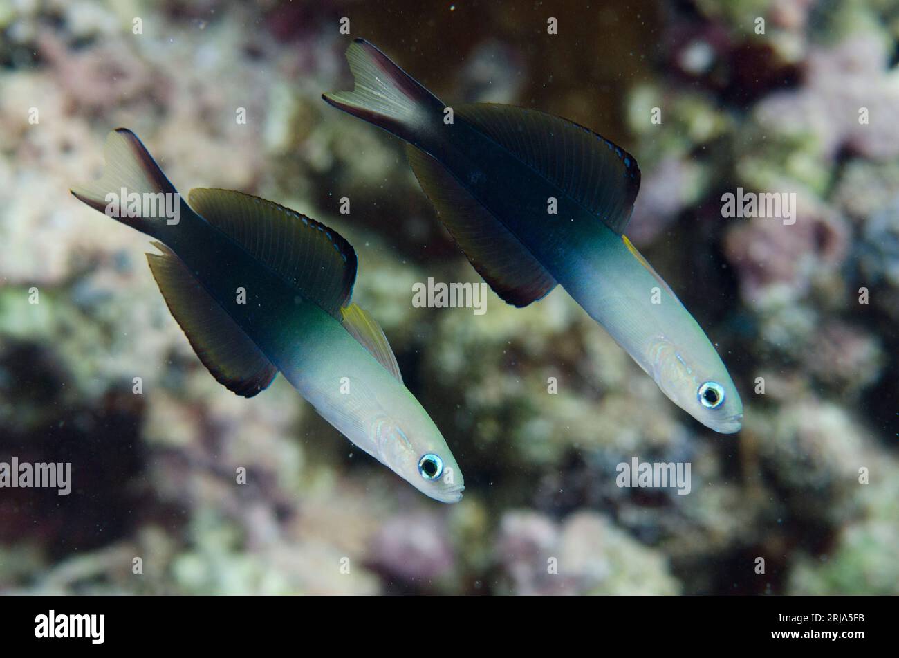 Pair of Twotone Dartfish, Ptereleotris evides, Dai North dive site, Dai Island, near Tanimbar, Forgotten Islands, Banda Sea, Indonesia Stock Photo