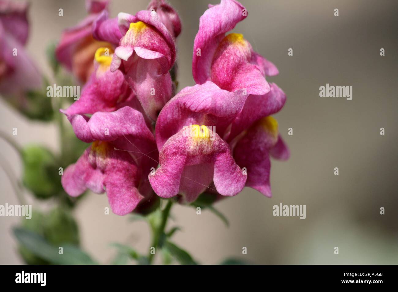 Snapdragon flowers (Antirrhinum majus) in pink color : (pix Sanjiv Shukla) Stock Photo