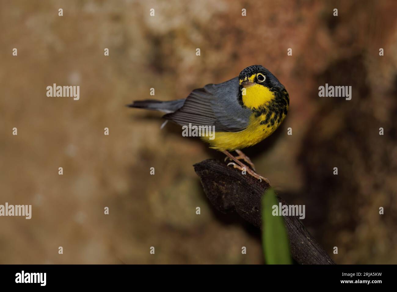Canada Warbler, Bosque de las aves, La Florida, Colombia, November 2022 Stock Photo