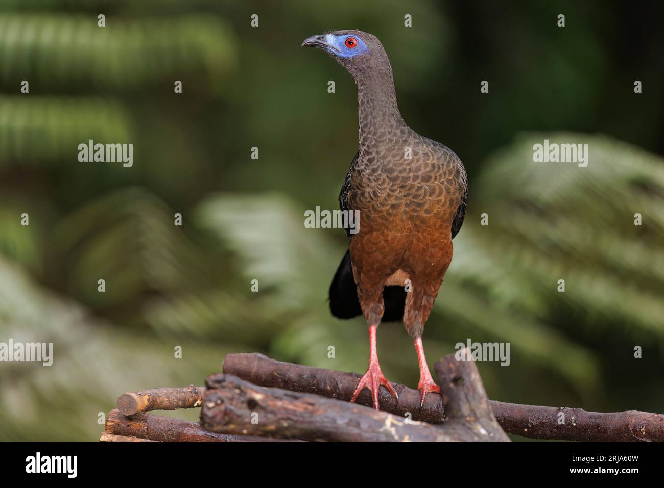 Sickle-winged Guan, Bosque de las aves La Florida, Colombia, November 2022 Stock Photo