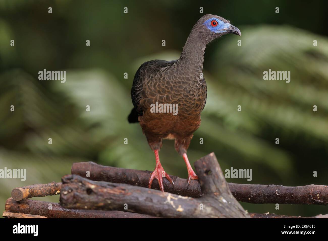 Sickle-winged Guan, Bosque de las aves La Florida, Colombia, November 2022 Stock Photo