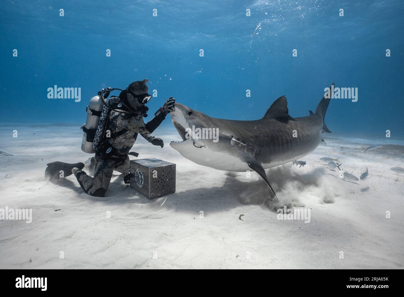 When redirecting sharks, hands are placed on the shark?s snout that