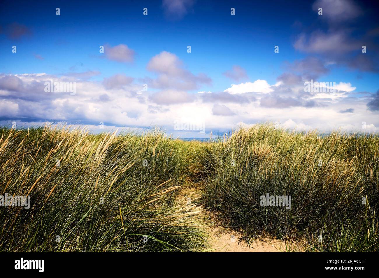 Marram grass on sand dunes,Fleetwood,UK Stock Photo