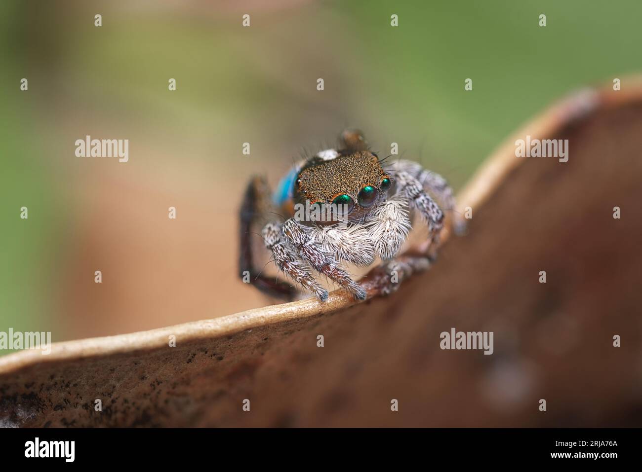 Peacock spider (Maratus clupeatus) in his breeding colours. Western ...