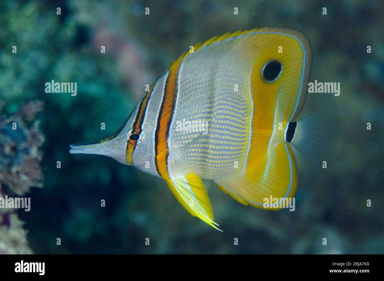 Long-beaked Coralfish Butterflyfish, Chelmon rostratus, Pulau Viawar dive site, Forgotten Islands, Tanimbar Island, Banda Sea, Indonesia Stock Photo