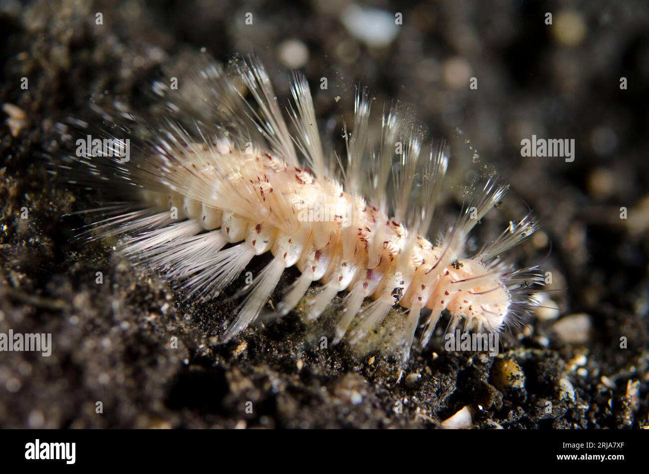 Small Fire Worm, Chloeia parva, on black sand, Night dive, TK1 dive site, Lembeh Straits, Sulawesi, Indonesia Stock Photo