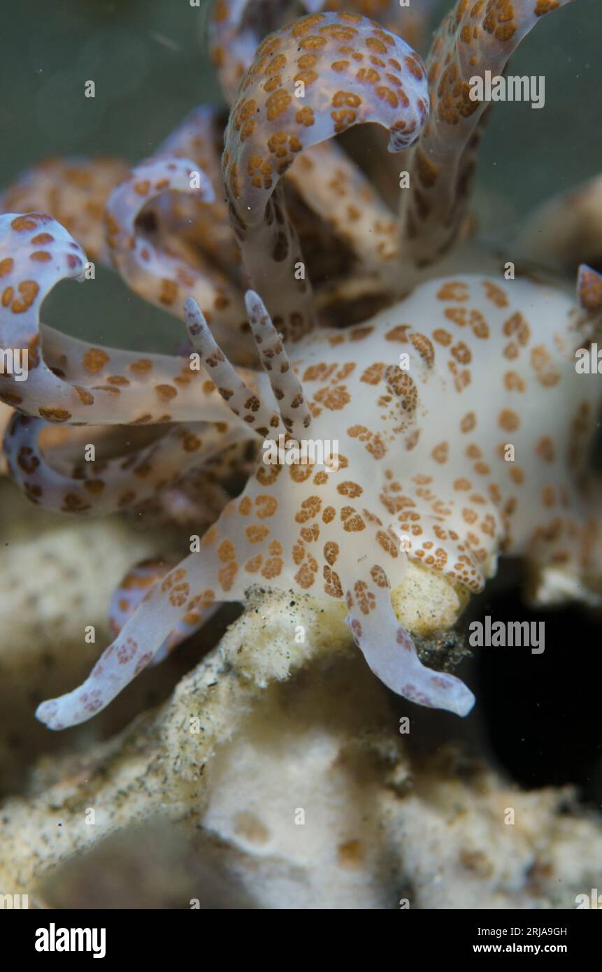 Solar-powered Phyllodesmium Nudibranch, Phyllodesmium longicirrum, with photosynthetic zooxanthellae algae, Joleha dive site, Lembeh Straits, Sulawesi Stock Photo