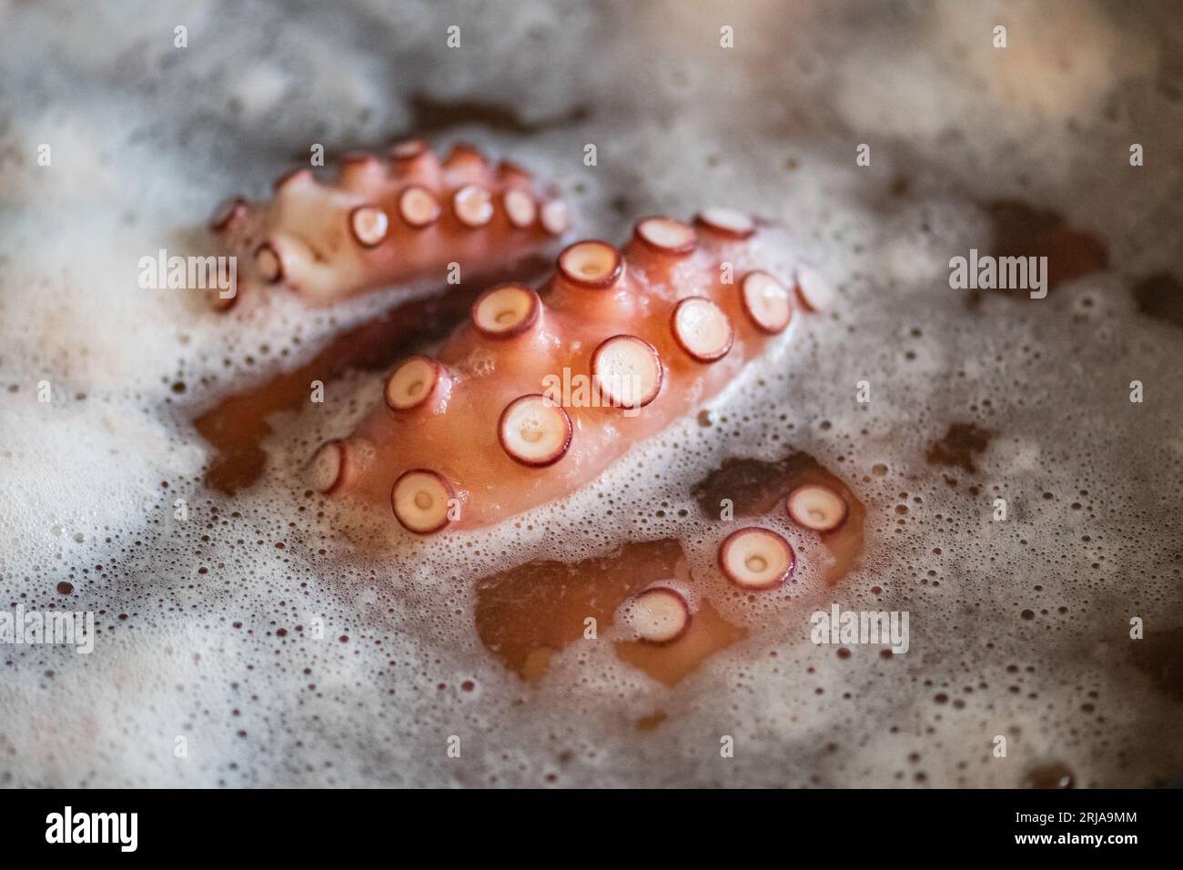 Tentacles octopus hi-res stock photography and images - Alamy