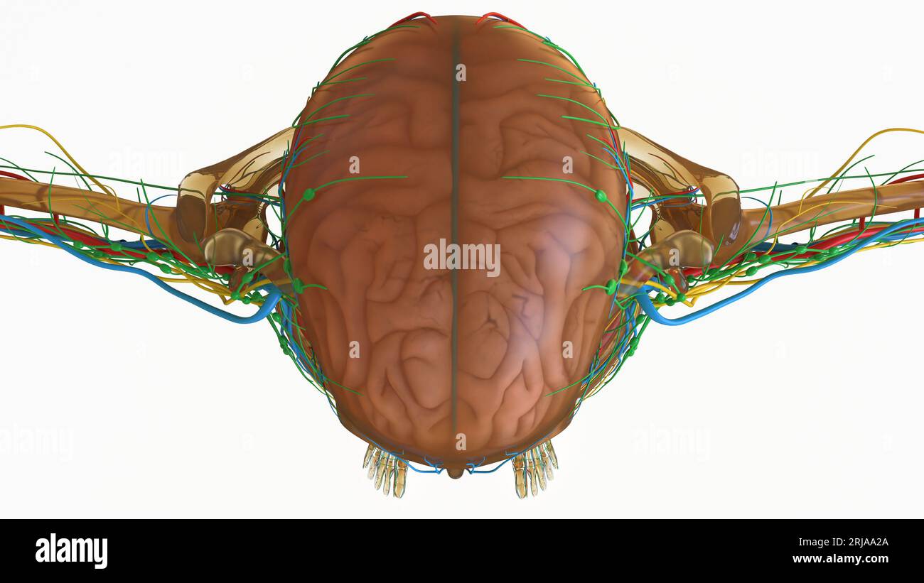 Human Brain Anatomy With Nervous System For Medical Concept 3D ...