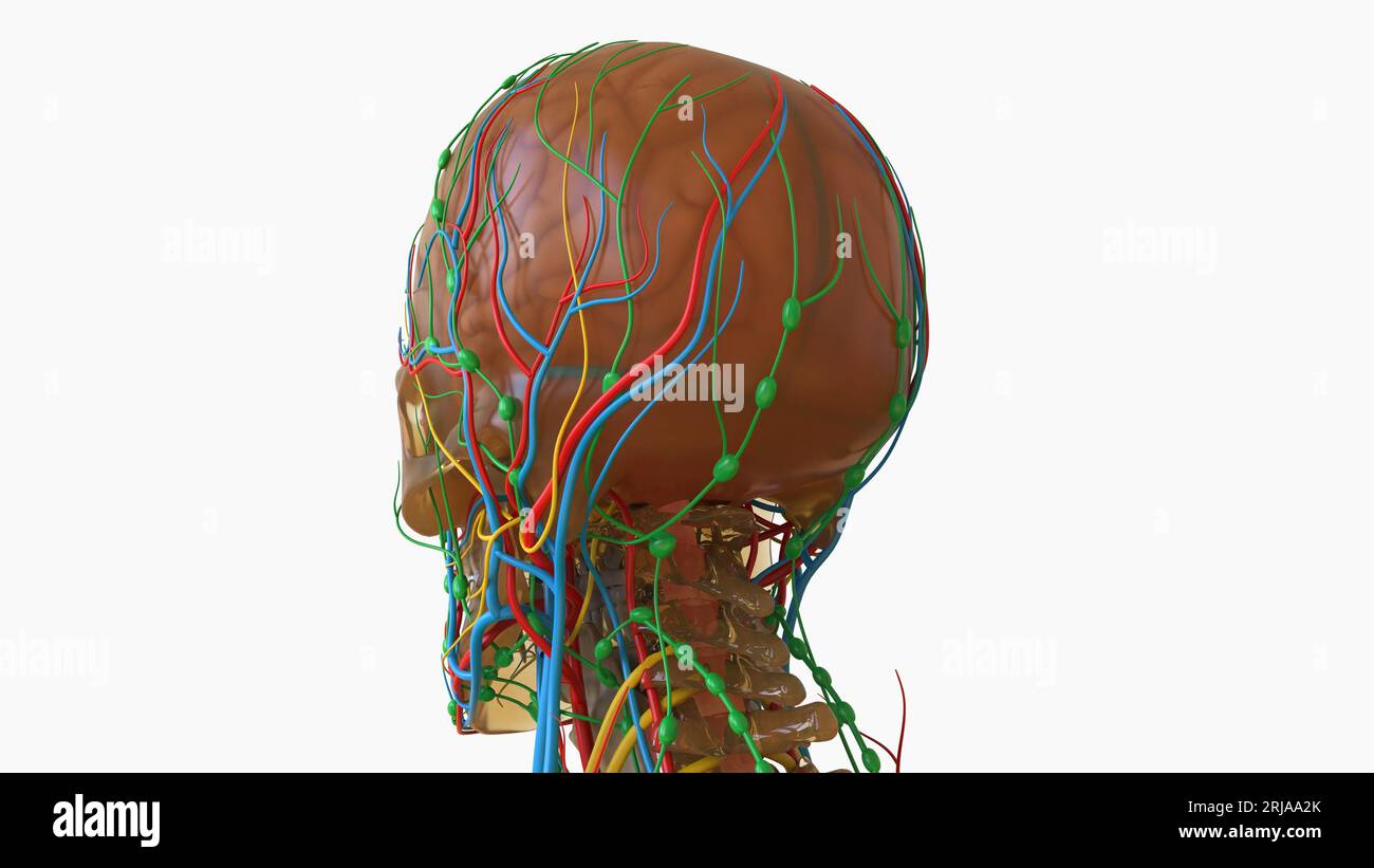 Human Brain Anatomy With Nervous System For Medical Concept 3D ...
