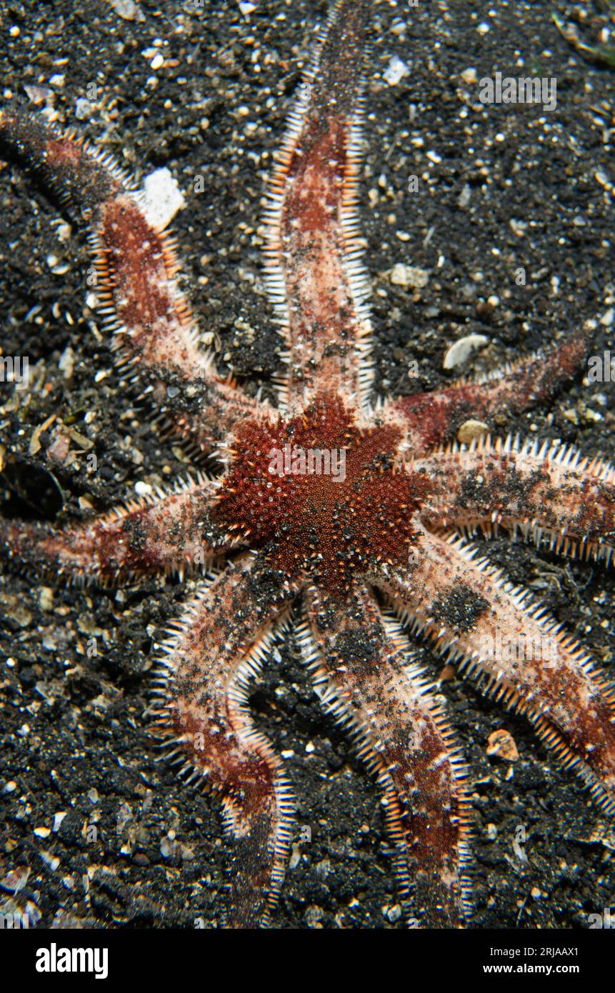 Magnificent Sea Star, Luidia magnifica, on black sand, night dive, TK1 dive site, Lembeh Straits, Sulawesi, Indonesia Stock Photo