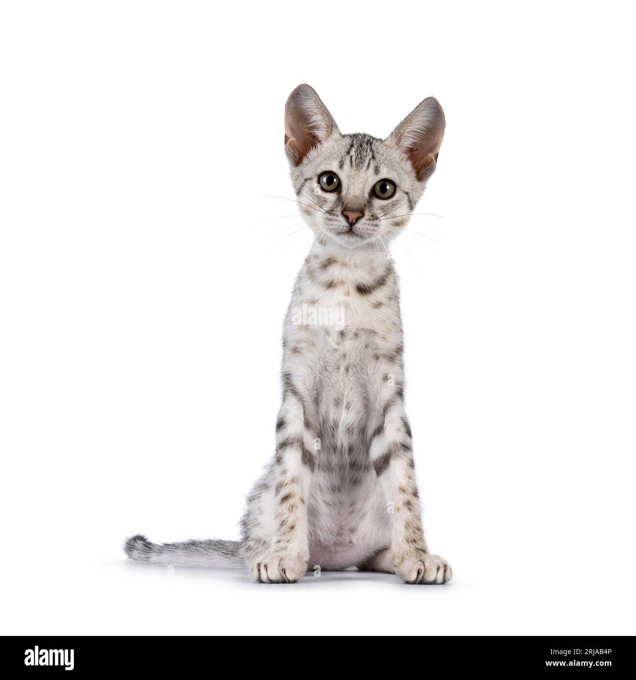 Cute F5 silver spotted Savannah cat kitten, sitting up facing front